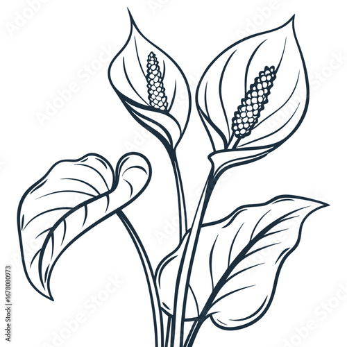 black and white cuckoo pint italian arum