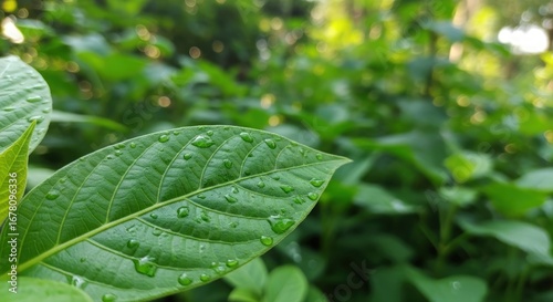 A close-up of a green leaf with water droplets on it in a blurry green background in natural lighting