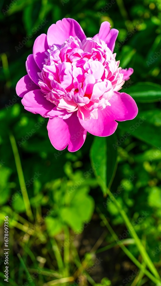 Fototapeta premium Close-up of a vibrant pink peony (1)
