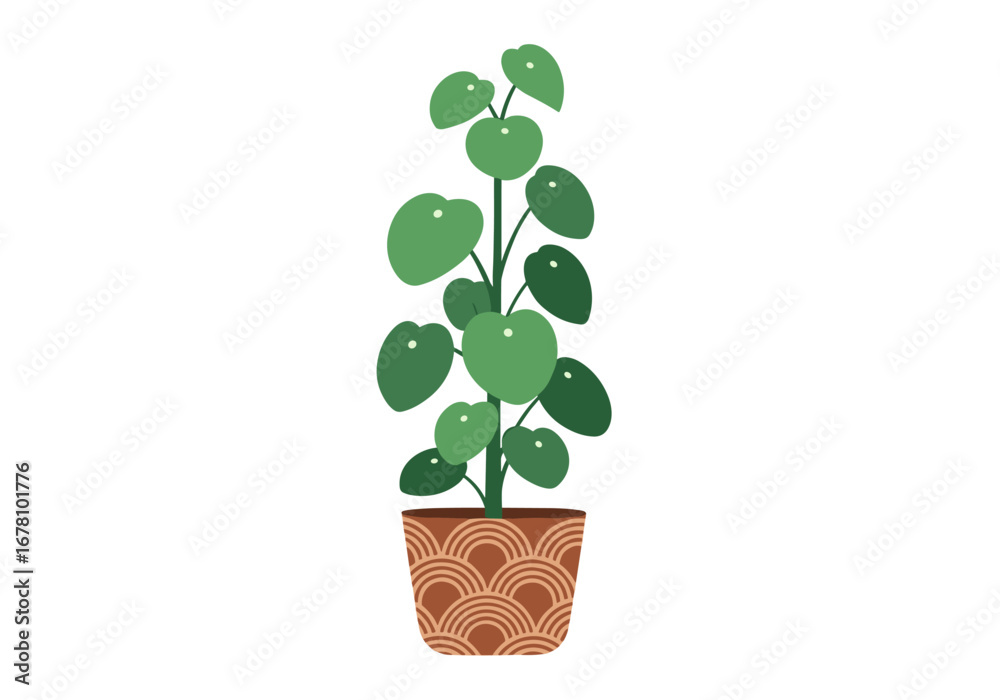 Fototapeta premium A tall potted chinese money plant with round green leaves growing in a decorative brown pot