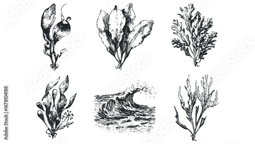Vintage Engraving Style Kelp and Ocean Wave Elements on Transparent. Vector hand drawn illustration