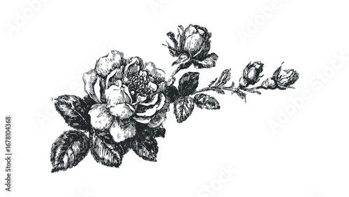 Vintage engraving style rose bloom and buds with leaves branch. Vector hand drawn illustration