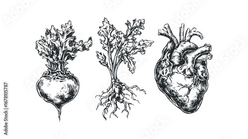 Vintage ink drawing of a whole beetroot, detached roots, and anatomical heart. Vector hand drawn illustration