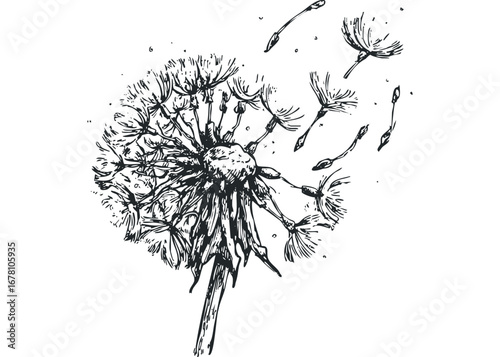 Hand drawn sketch of a dandelion releasing seeds. Vector hand drawn illustration