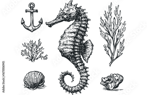 Seahorse with nautical elements and seaweed on transparent background. Vector hand drawn illustration