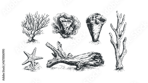 Collection of hand-drawn aquatic life and driftwood on transparent background. Vector hand drawn illustration