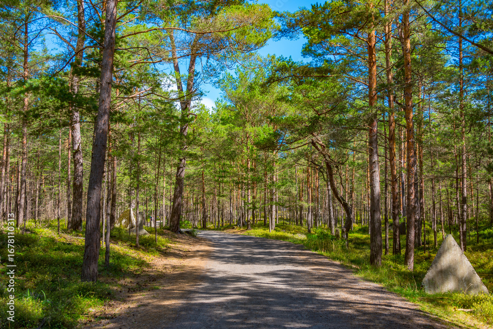Obraz premium Forest path at Hel peninusla in Poland