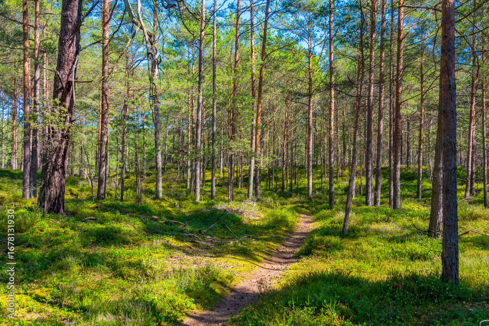 Fototapeta premium Forest path at Hel peninusla in Poland