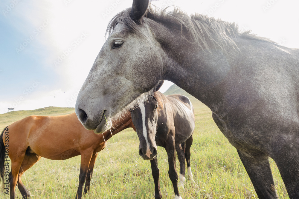 Obraz premium wild pied horse with annoying flies in the eyes