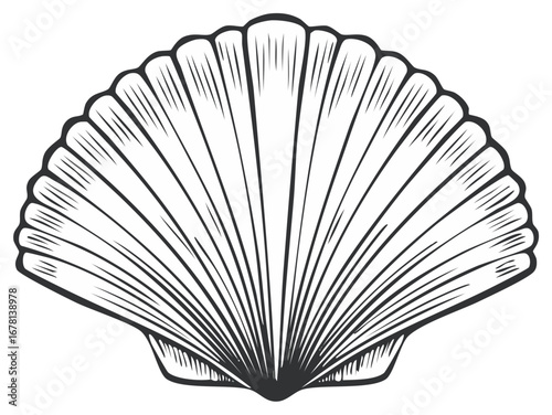 Illustrated seashell in black and white with detailed lines, design element