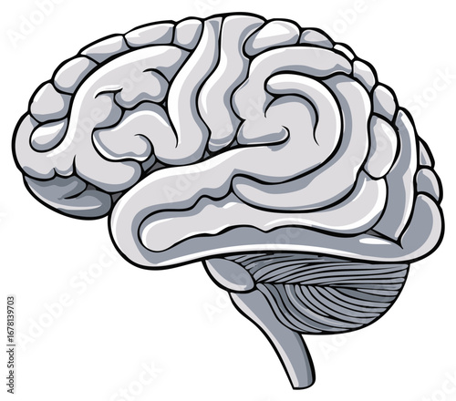 Illustration of Human Brain Anatomy Showing Complex Lobes and Cerebellum Structure