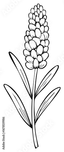 Black and white botanical outline of a blossoming flower spike with leaves
