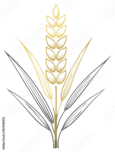 Wheat plant illustration, with leaves in vector graphic style
