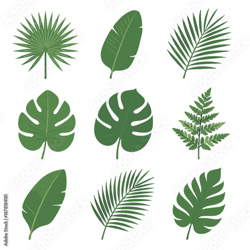 Delicate leaves leaf wide vector palm frond coconut tropical philodendron icon banana