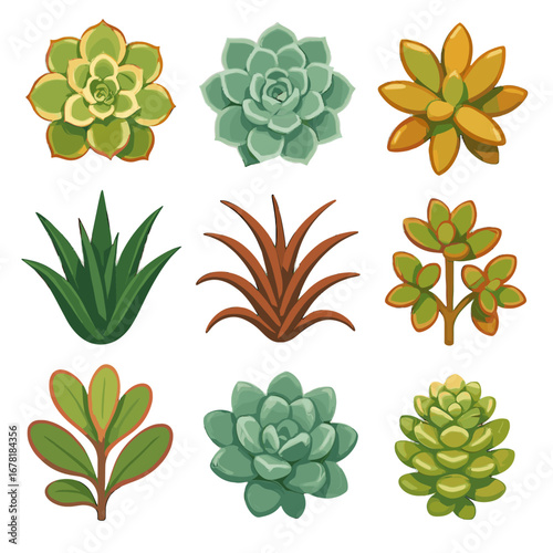 Ovata elegans desmettiana collection aeonium icon cameronii pachyphytum succulent sedum kalanchoe vector