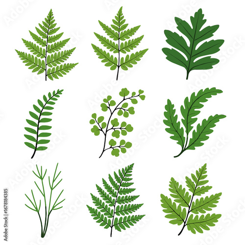 Brake silver vector icon bladder fern maidenhair detailed vectors resurrection chain filmy