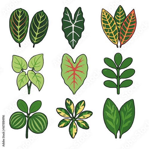 Green variegated foliage aglaonema icons icon jade peperomia veins leaves schefflera vector