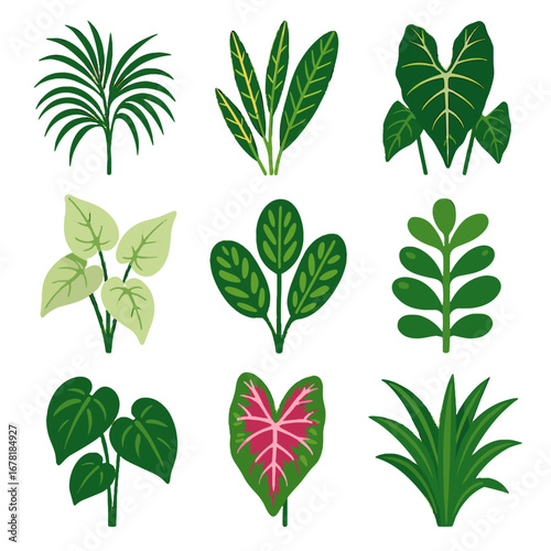 Leaves patterned vector kentia plant croton icon foliage indoor fronds green jade