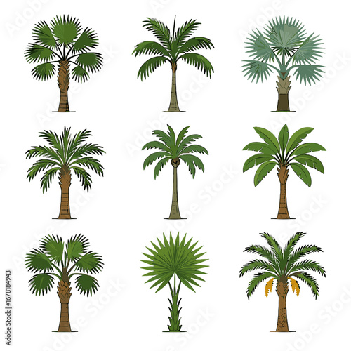 Silver lontaroides wild joey thatch mexican palmetto icon vector palm tree