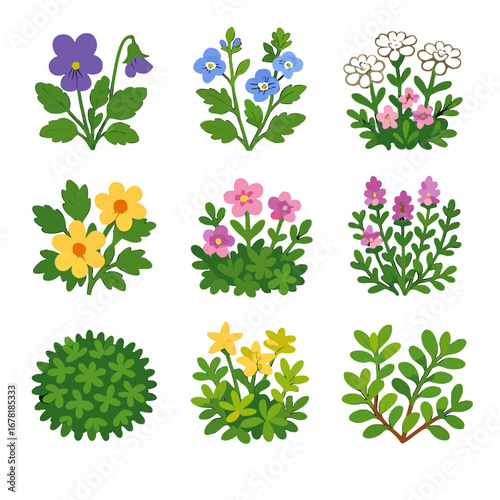 Groundcover creeping sedum arendsii icon moss alpine golden vector grid stonecrop