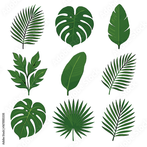 Icon coconut plant leaf frond palm banana vector tropical feather broad