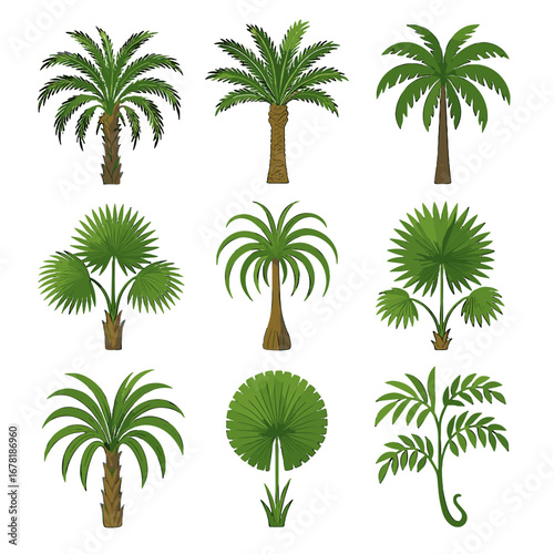 Rattan tree purple edible giant palm icon king dracaena date vector