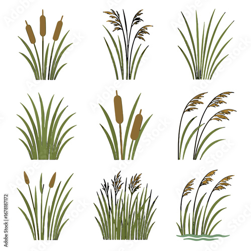 Vector growth beds tall plant icon cattail reed waterside stems long wetland