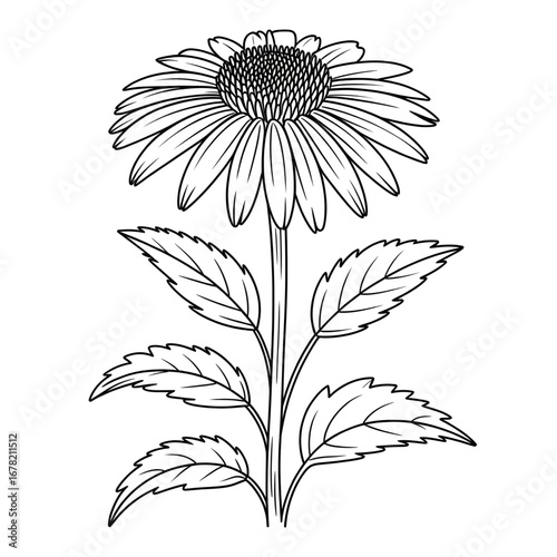 A coneflower illustration vector style coloring page