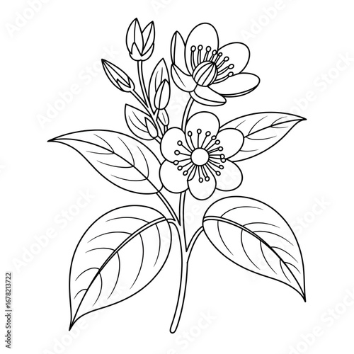 A hypericum flower illustration vector style coloring page