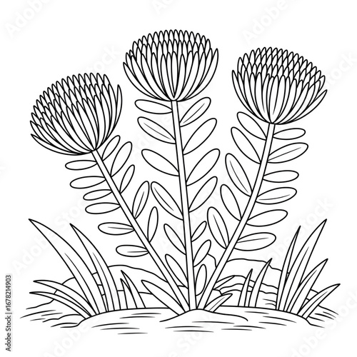 A stonecrop flower illustration vector style coloring page