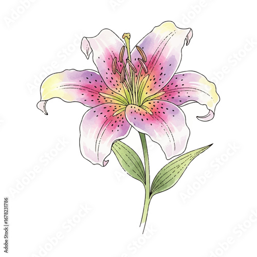 Elegant watercolor lily blossom with pink and yellow hues