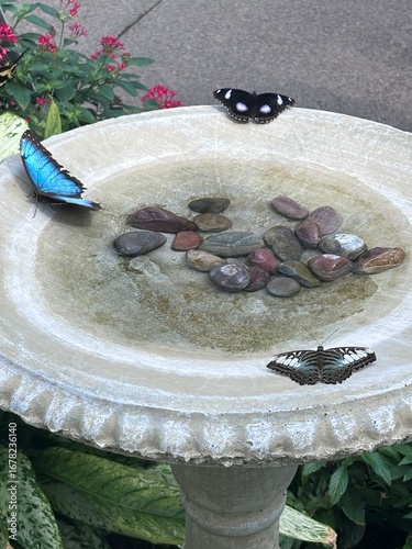 Several exotic butterflies in a bird bath feature in the garden.