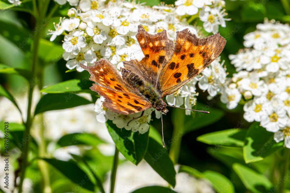 Obraz premium the Polygonia butterfly pollinates the white flowers of spiraea. close-up. colorful aerial photography. bokeh. blurred background