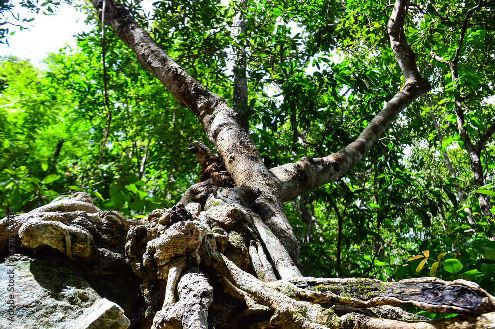 Fototapeta premium tree roots and green forest jungle mountains, at Doi Suthep-Pui National Park,Chiang mai, Northern Thailand.