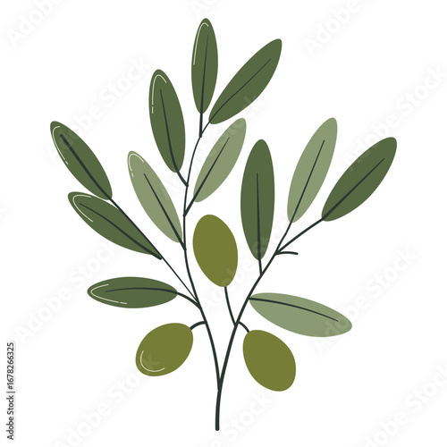 Illustration of olive branch with green leaves and fruits, botanical element used for Mediterranean, eco, organic and natural design.