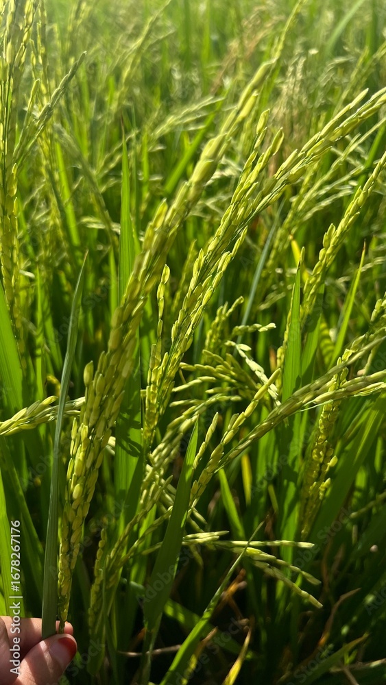 Fototapeta premium A serene and vibrant image showcasing healthy green rice plants thriving in a traditional paddy field. The fresh, natural setting reflects the beauty of rural agriculture