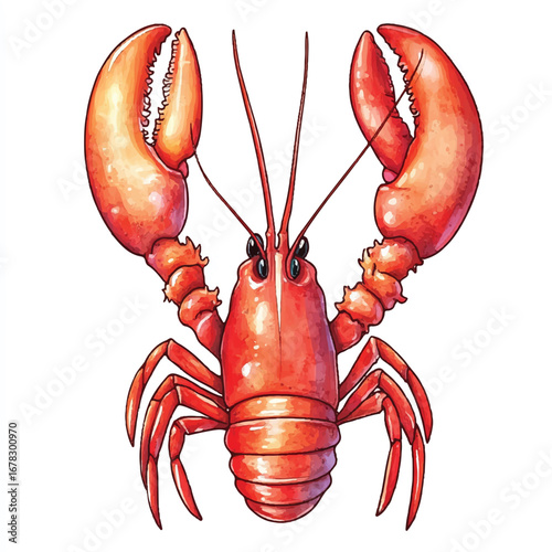 Watercolor Illustration of a Bright Red Lobster with Open Claws and Antennae