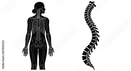 Human skeleton and spine anatomy illustration