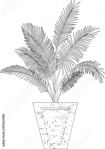 A single green palm tree with leaves isolated on a white background, representing nature and flora