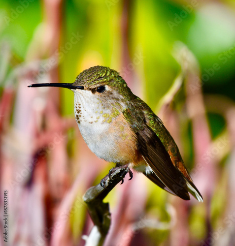 Baby iridescent green Rufous Hummingbird perched on branch