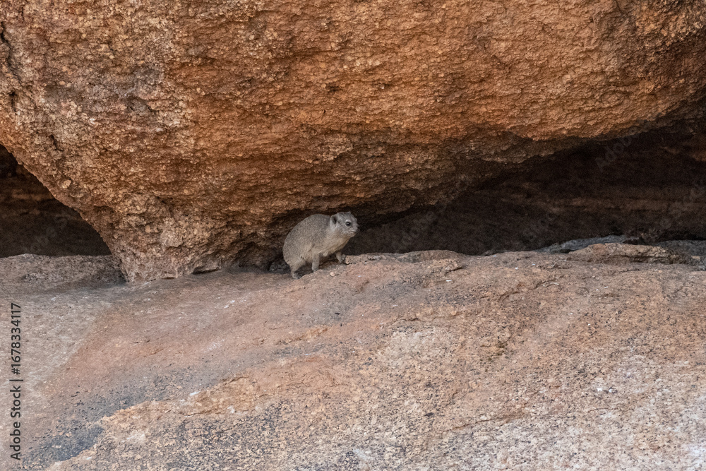 Fototapeta premium The Hyrax, or Dassie -Procavia capensis- is the evolutionary nearest relative of the elephant. Seen here climbing on the rocks near Spitzkoppe, Namibia.