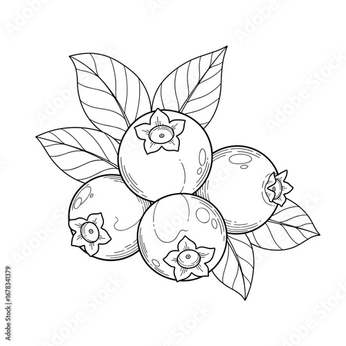 A detailed black and white illustration of a cluster of ripe blueberries with leaves showing natural texture and form