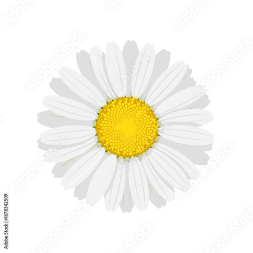 A single delicate white daisy flower with a bright yellow center on a clean white background