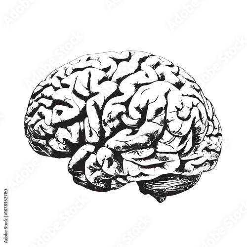 Striking anatomical brain illustration for scientific research or educational materials about human intelligence