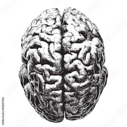 Explore the power of the mind with this detailed brain drawing for medical research or educational content