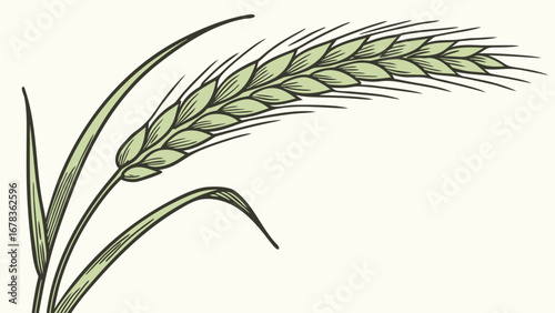 Vintage style illustration of a single green wheat stalk with leaves on a light cream background