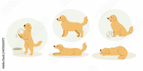 Friendly golden retriever dog poses and activities collection