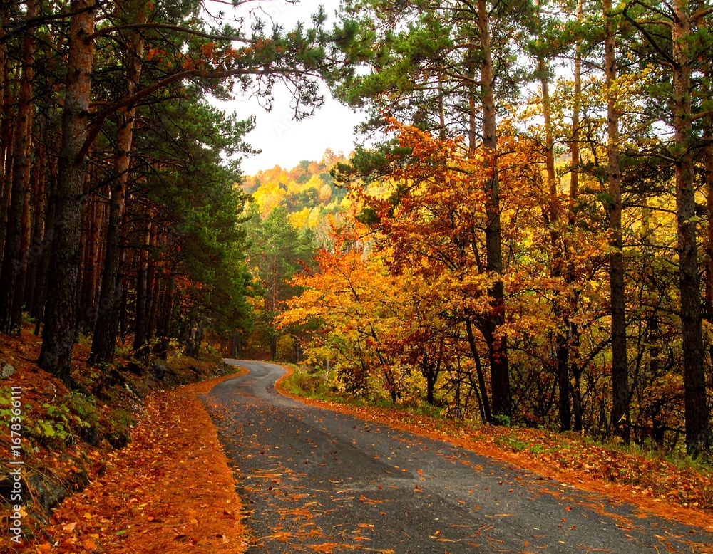 Obraz premium Autumnal forest road