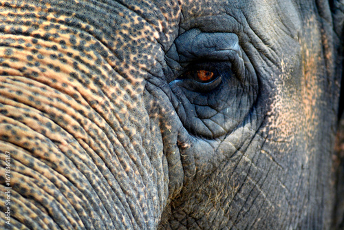 Photography A close-up of an elephant’s eye, showing its wrinkled skin texture, deep gaze, and natural earthy tones