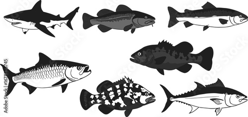 Black Silhouette of Various Fish Species, Shark, Trout, Bass, , Fish Collection, Nature Iconography, Sea Life Silhouettes, Marine Life Illustration, Black Fish Design, Ocean Animals